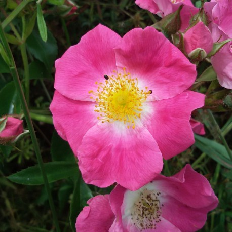 De la plaine Thouarsaise à la vallée de l'Argenton - Mauzé-Thouarsais