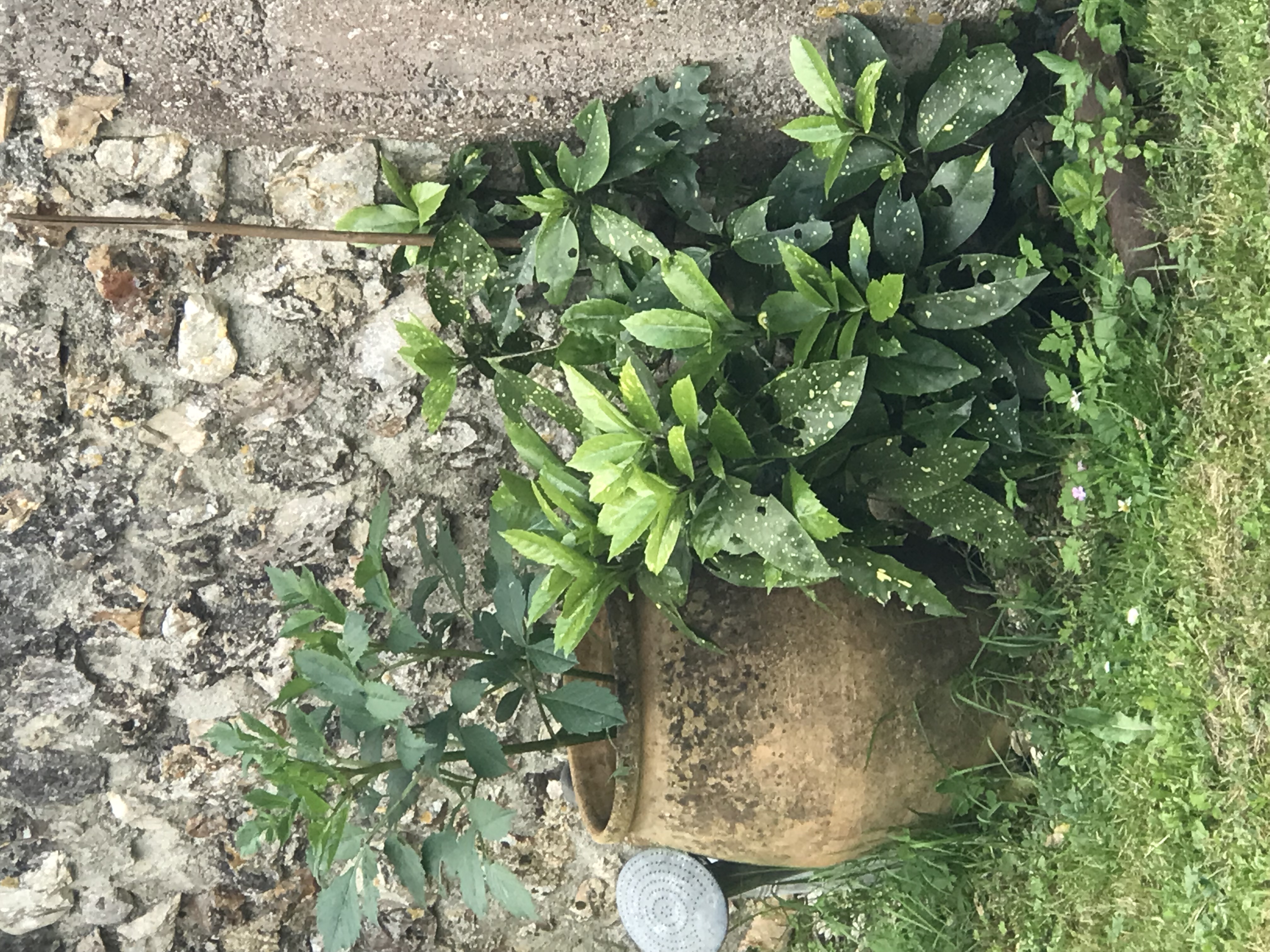 Le Clos des Mésanges, Montastruc - photo 27