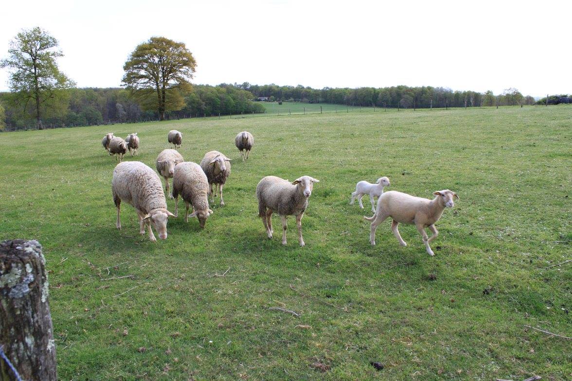 Fromages de brebis de La Grange du Noir