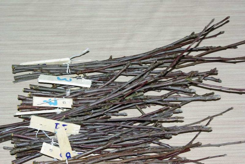 Verger de sauvegarde, Cognac-la-Forêt