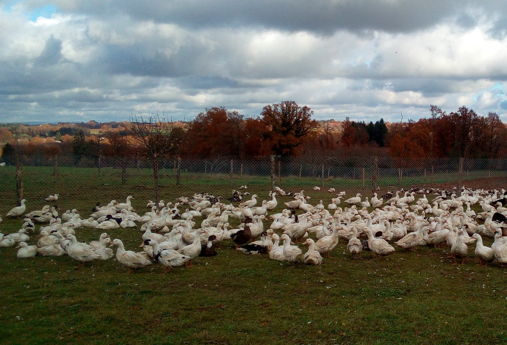 Ferme de Lauzanne