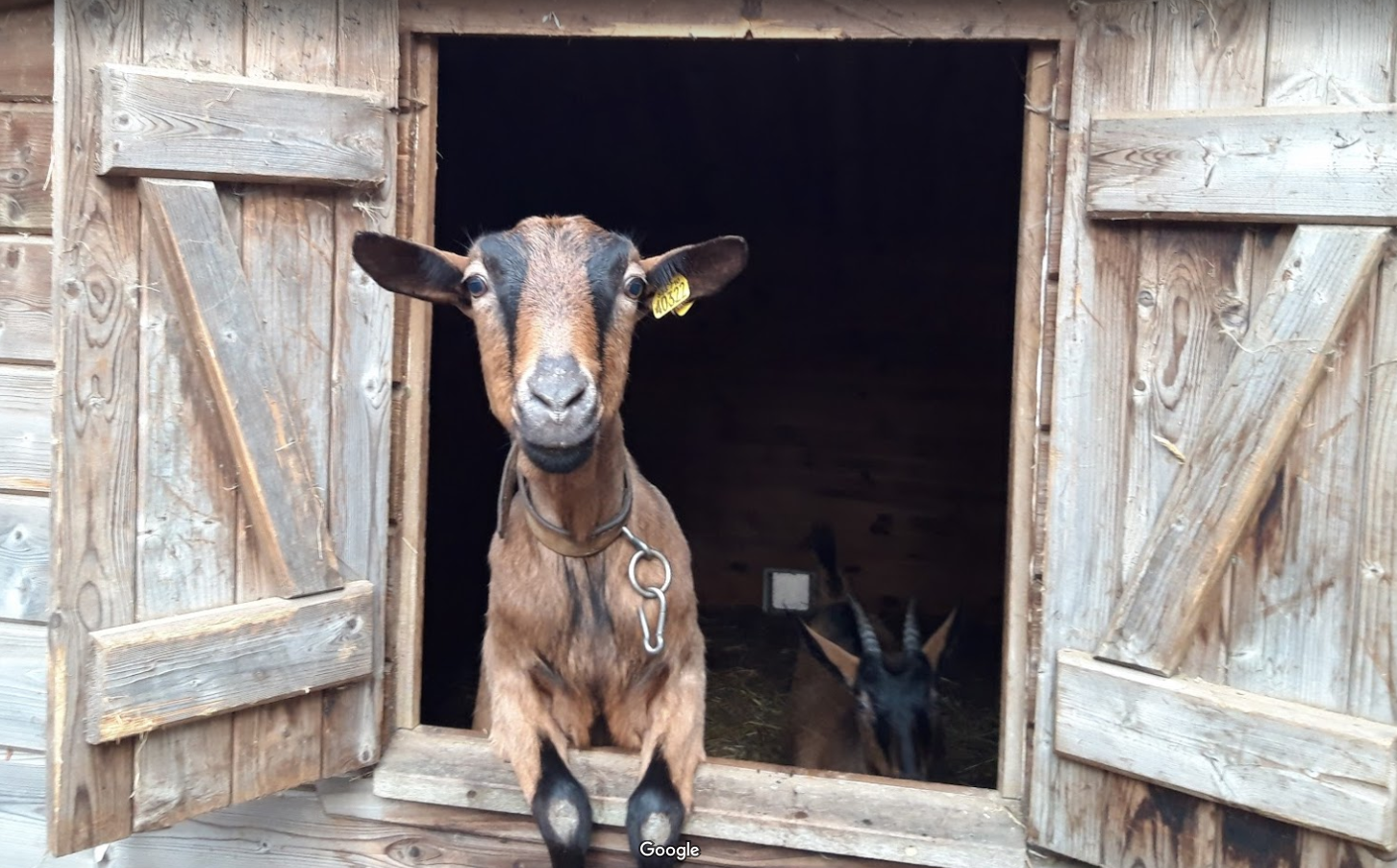 Chèvrerie de la Peytavigne - photo 5
