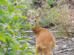 Aux insolites des Feuillardiers - Zome châtaigne, Cussac