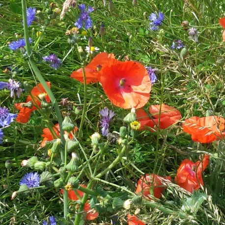 Regard sur la vallée du Thouaret