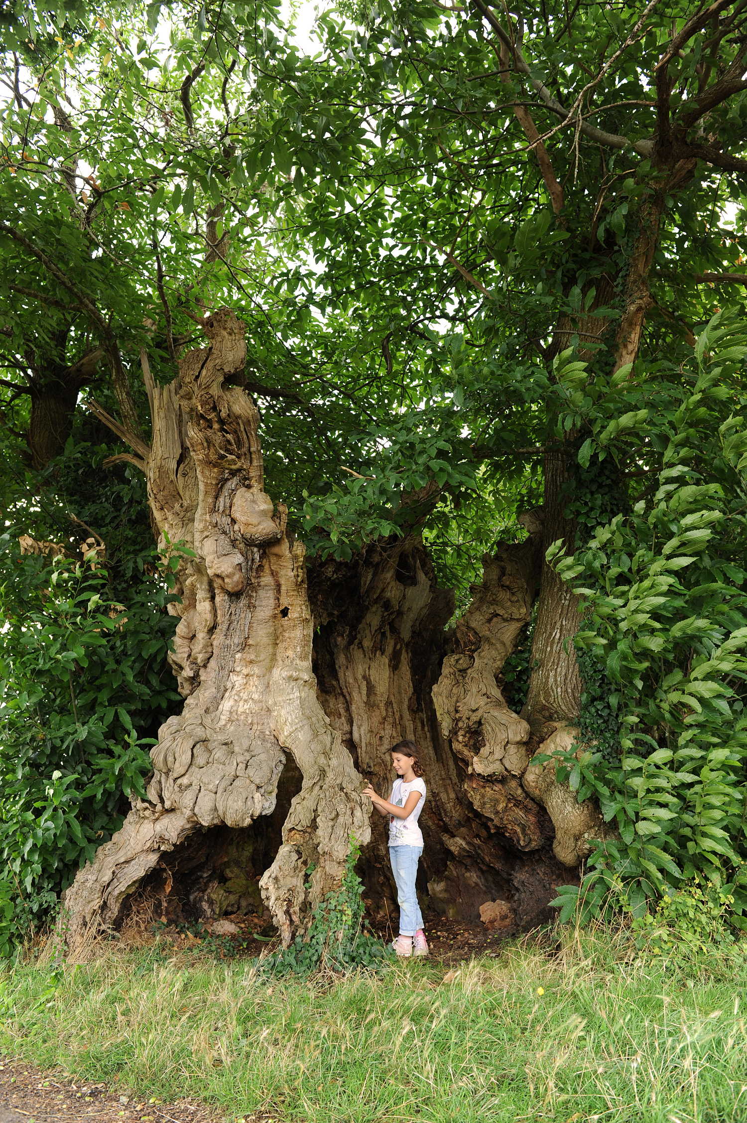 La Talle à Teurtout