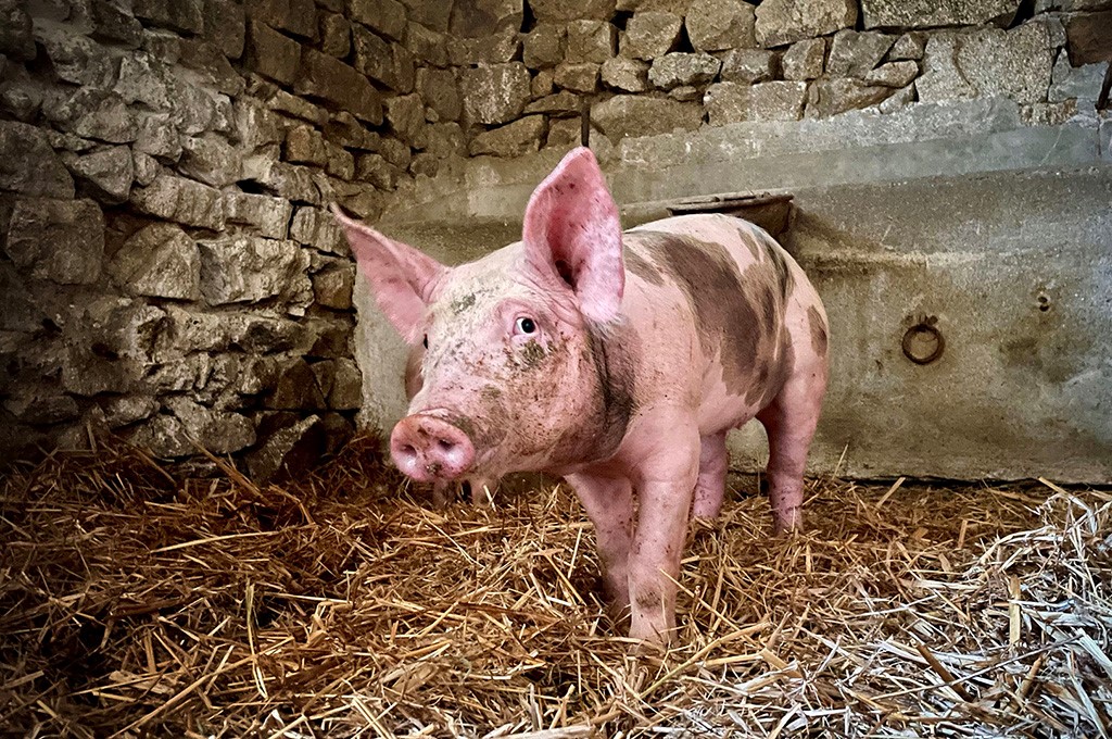 Château du Tirondet : Gîte La Réserve, Sannat - photo 5