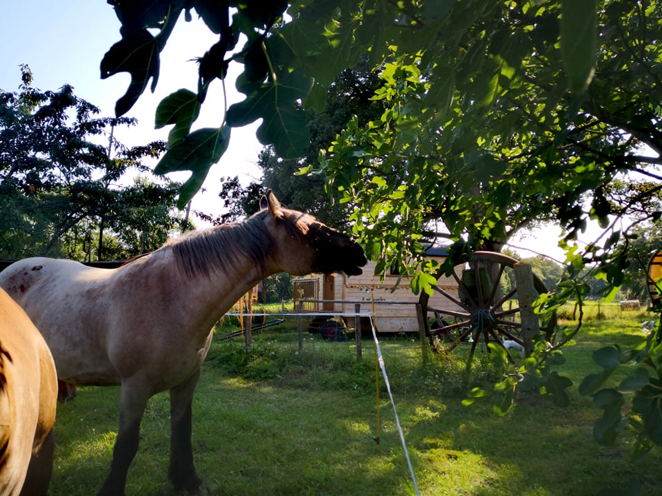 La Roulotte The Wanderer, Saint-Martial-sur-Isop - photo 3
