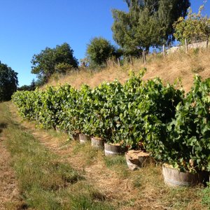 Aux sources de Meymac-près-Bordeaux, Meymac - photo 4