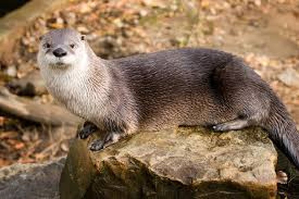Zones humides de l'étang de Méouze et vallée de la Méouzette, Saint-Oradoux-de-Chirouze - photo 2