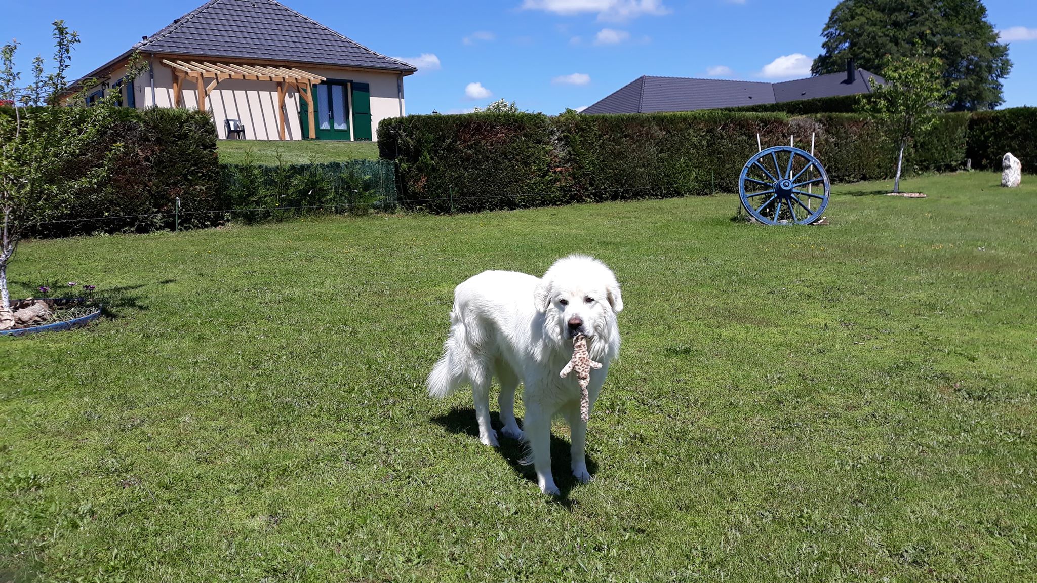 Chambres d'Hôtes Les p'tits loups Sornac 19290, Sornac - photo 8