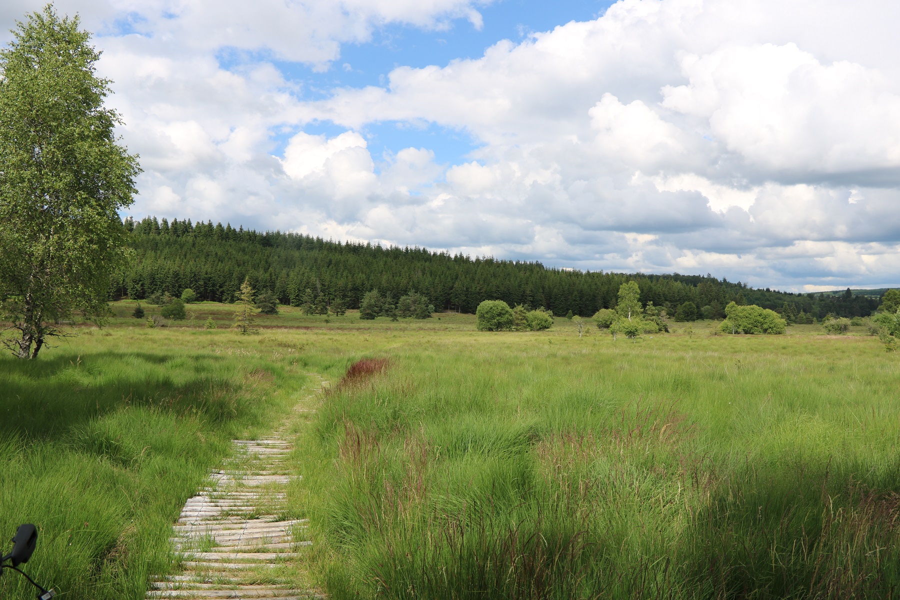 La tourbière du Longeyroux (pédestre au départ de Chavanac)