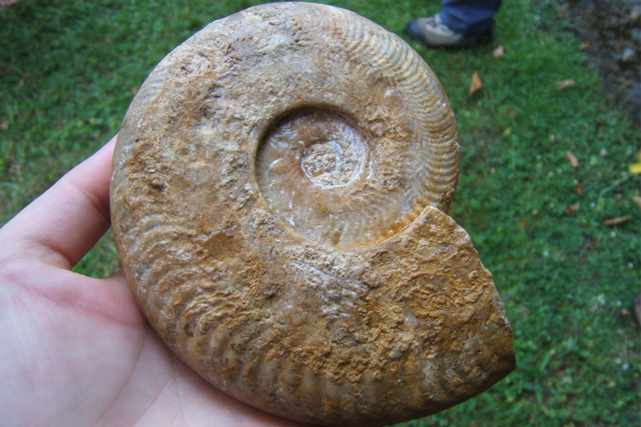 Réserve Naturelle Nationale du Toarcien, Sainte-Verge