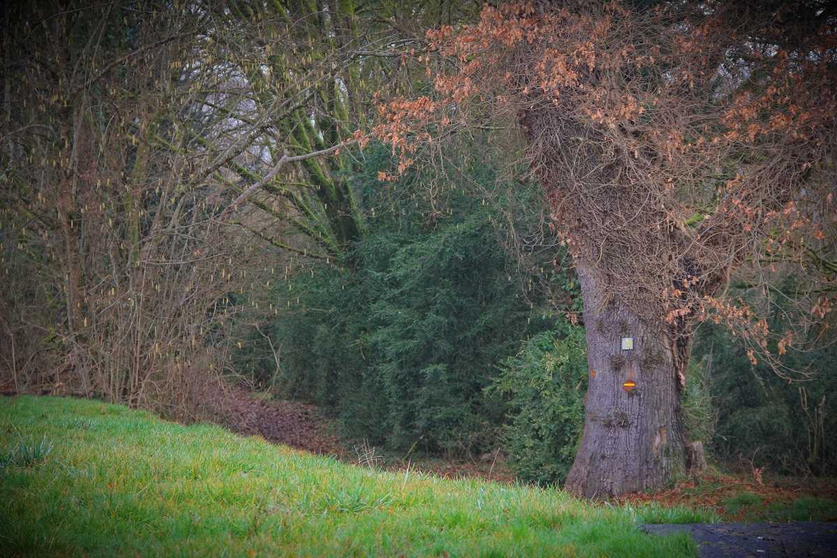 FOUGÈRES, Le Bourg-d'Hem - photo 7