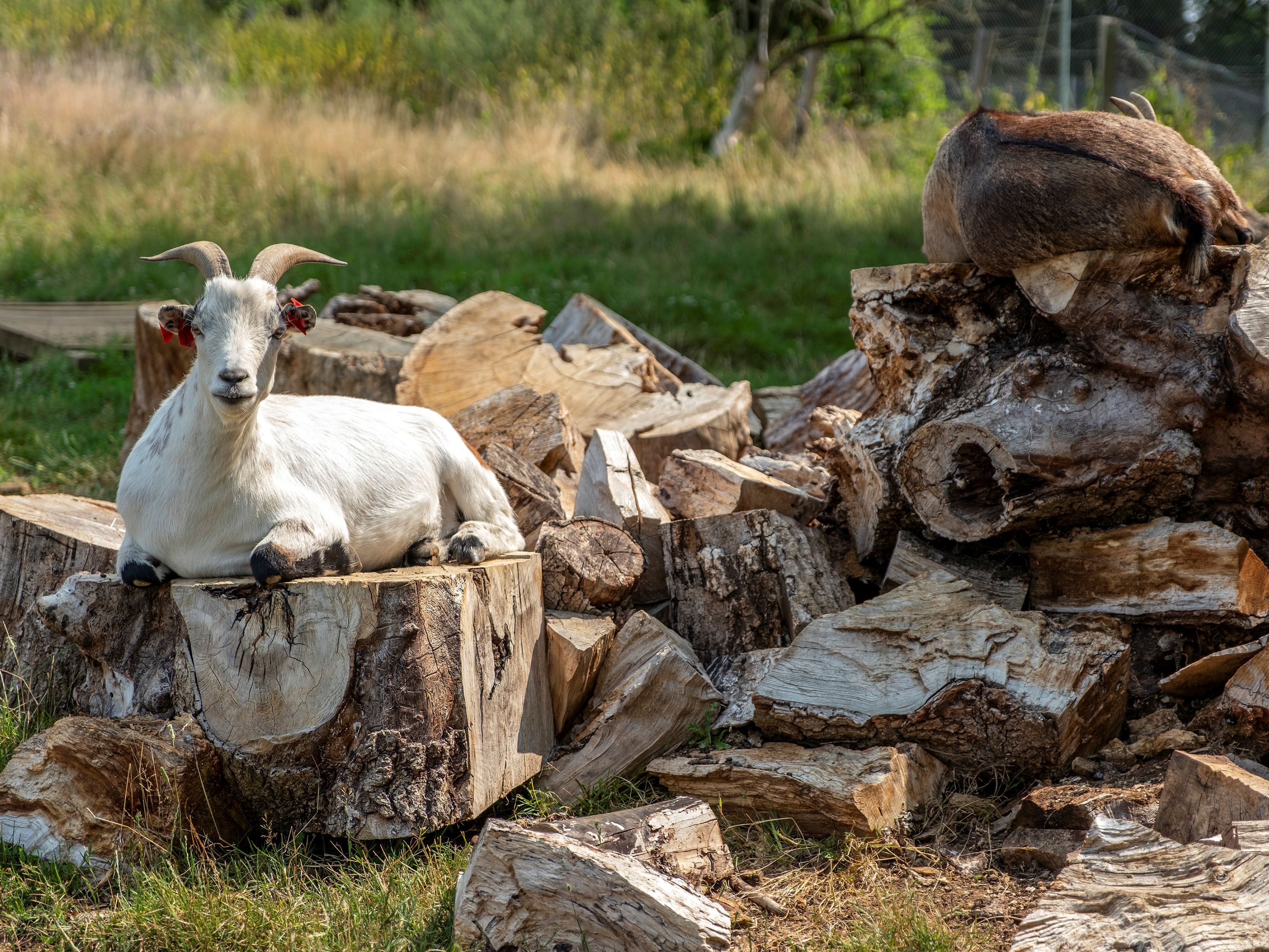 Flower Camping Côté Lac, Verruyes - photo 15