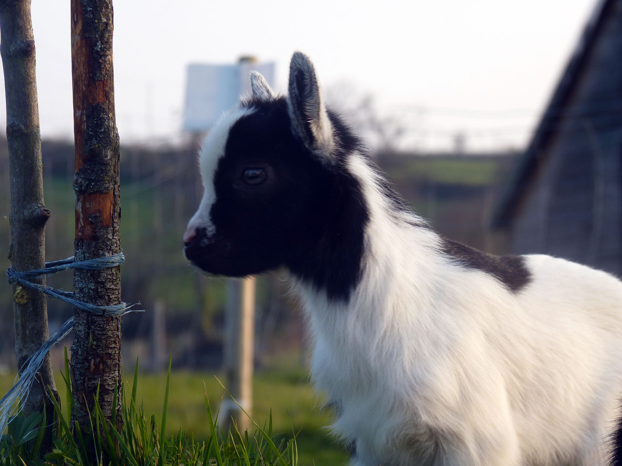 Ferme de Brossard, Lanteuil - photo 7
