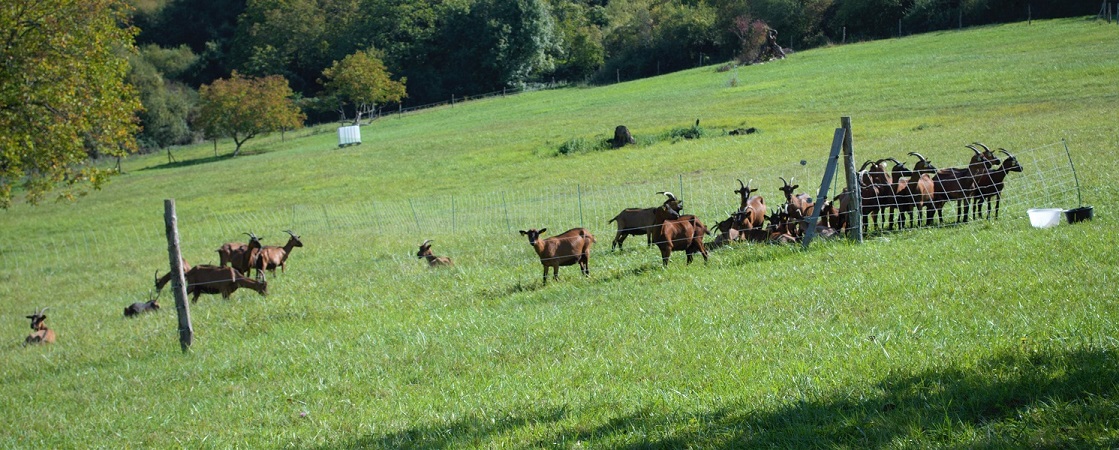 Ferme de la chèvre Bleue — photo 2