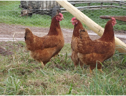 Ferme de Clément — photo 2