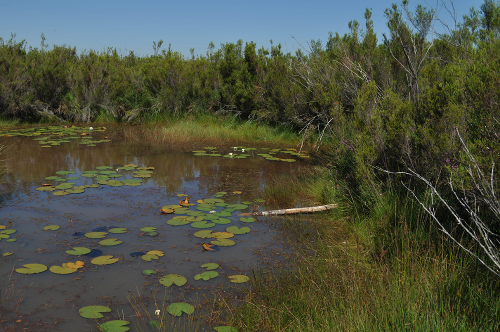 Réserve Naturelle Nationale du Pinail, Vouneuil-sur-Vienne - photo 5