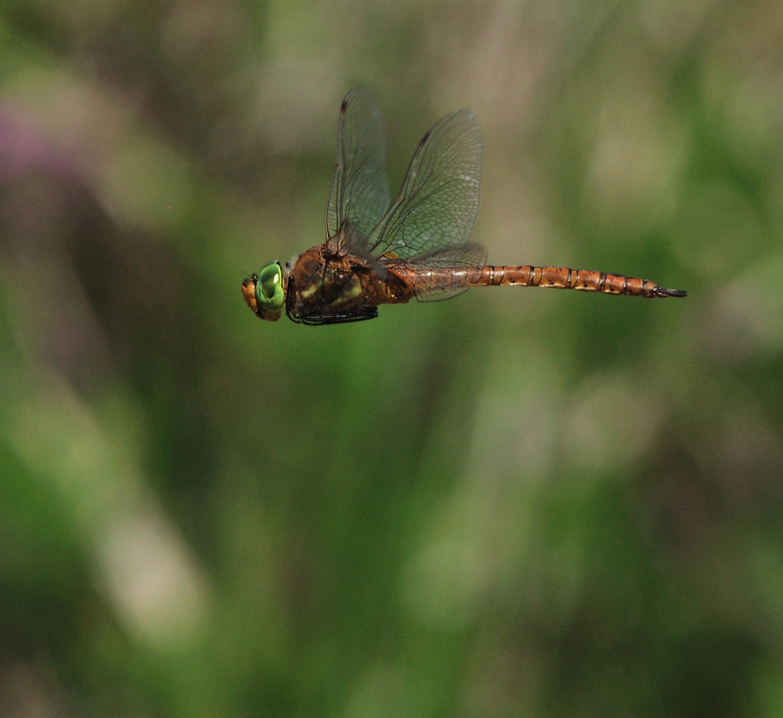 Réserve Naturelle Nationale du Pinail, Vouneuil-sur-Vienne - photo 6