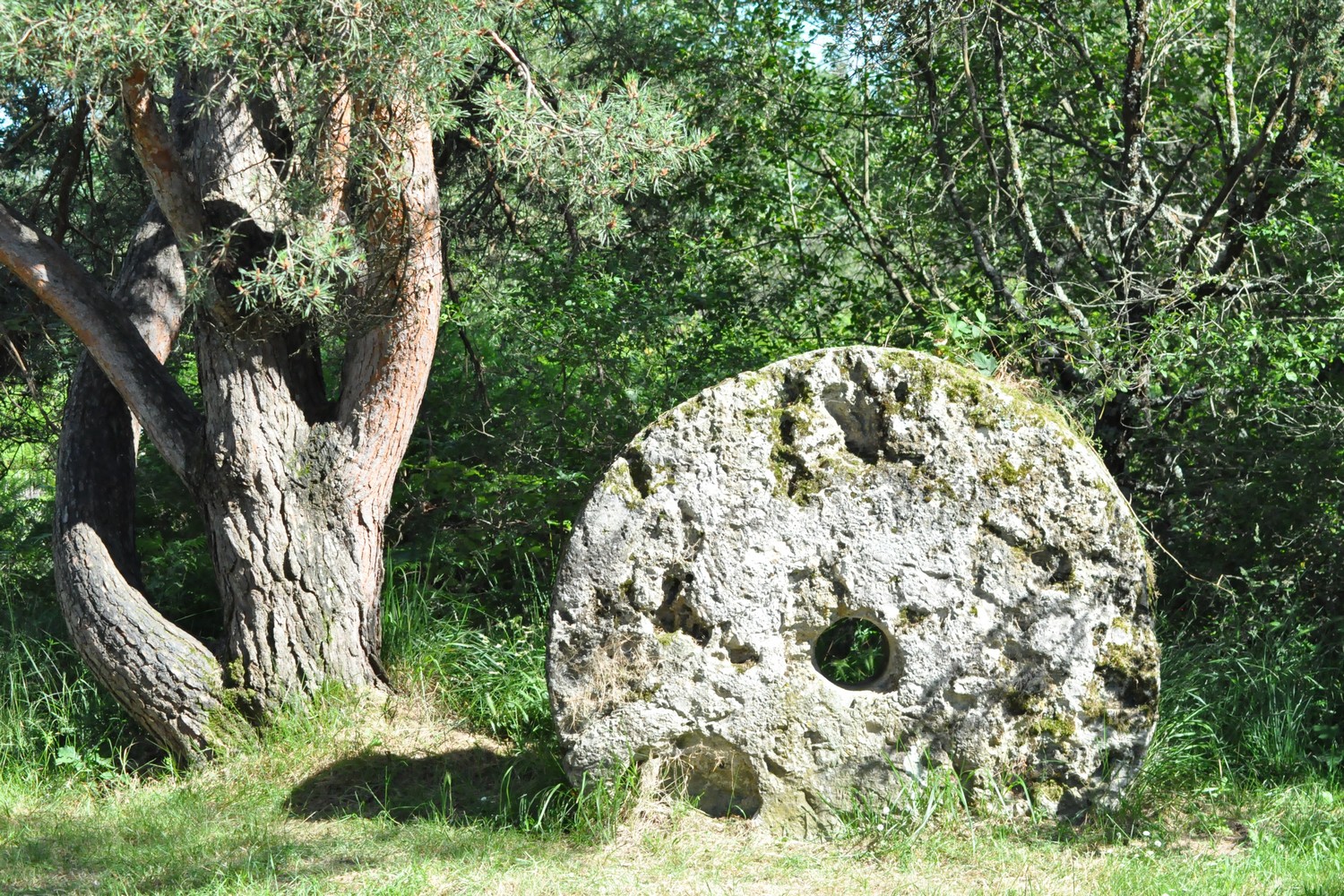 Réserve Naturelle Nationale du Pinail, Vouneuil-sur-Vienne - photo 3