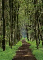 La Forêt Domaniale de Moulière