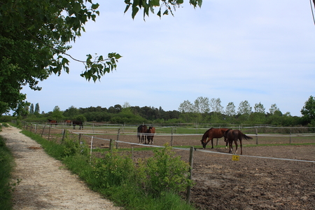 Centre équestre Le Bardet