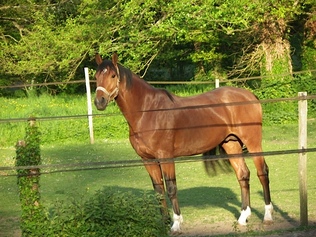 Association des écuries de Charçay