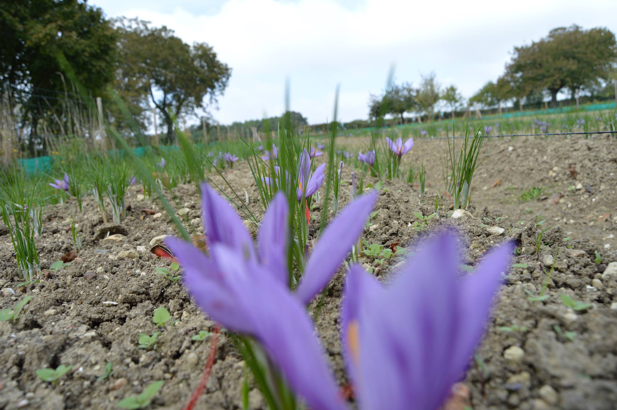 Safran de Filsoie en Vienne