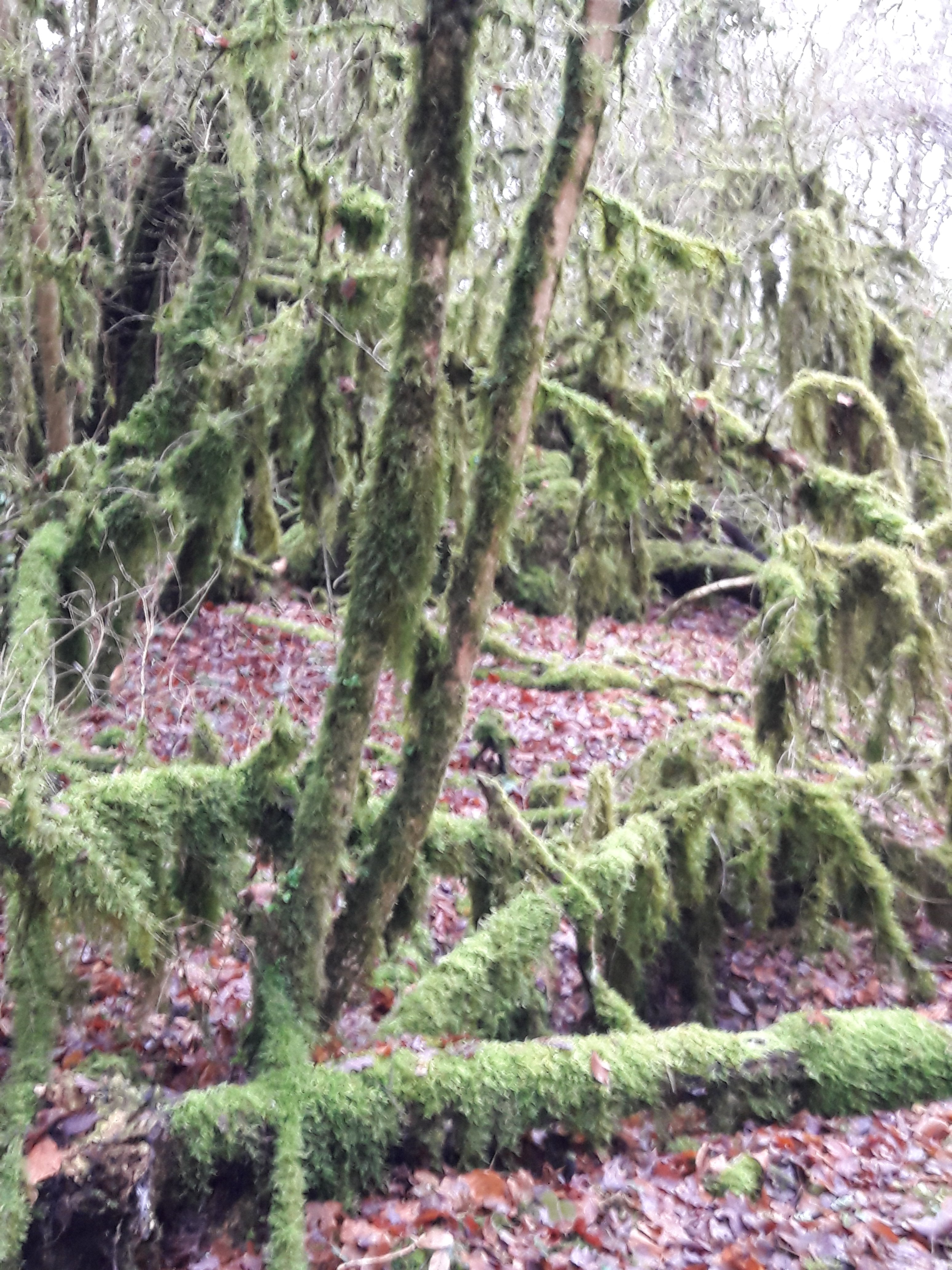 L'Angélus, Vicq-sur-Gartempe - photo 10