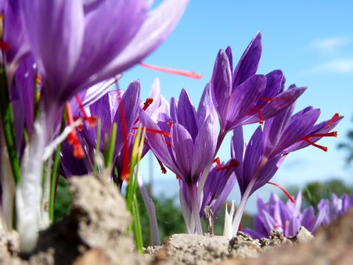 Les Safranières de la Fleur d'Or