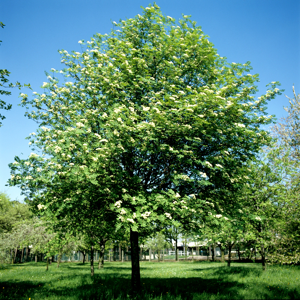 Sentier des Alisiers - Circuit n°33