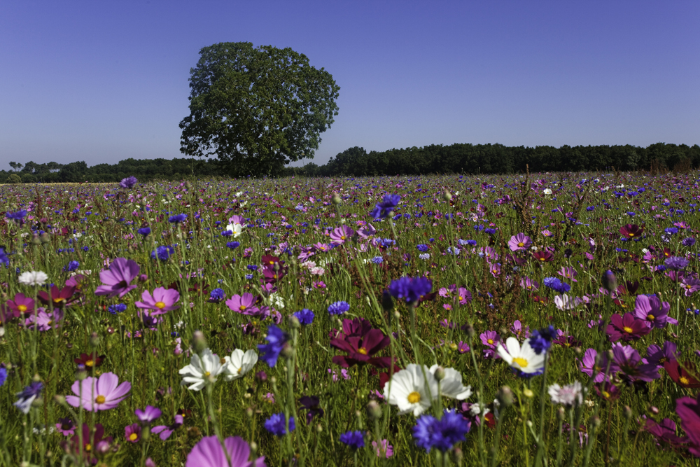 Aux confins du Poitou, Saint-Gervais-les-Trois-Clochers