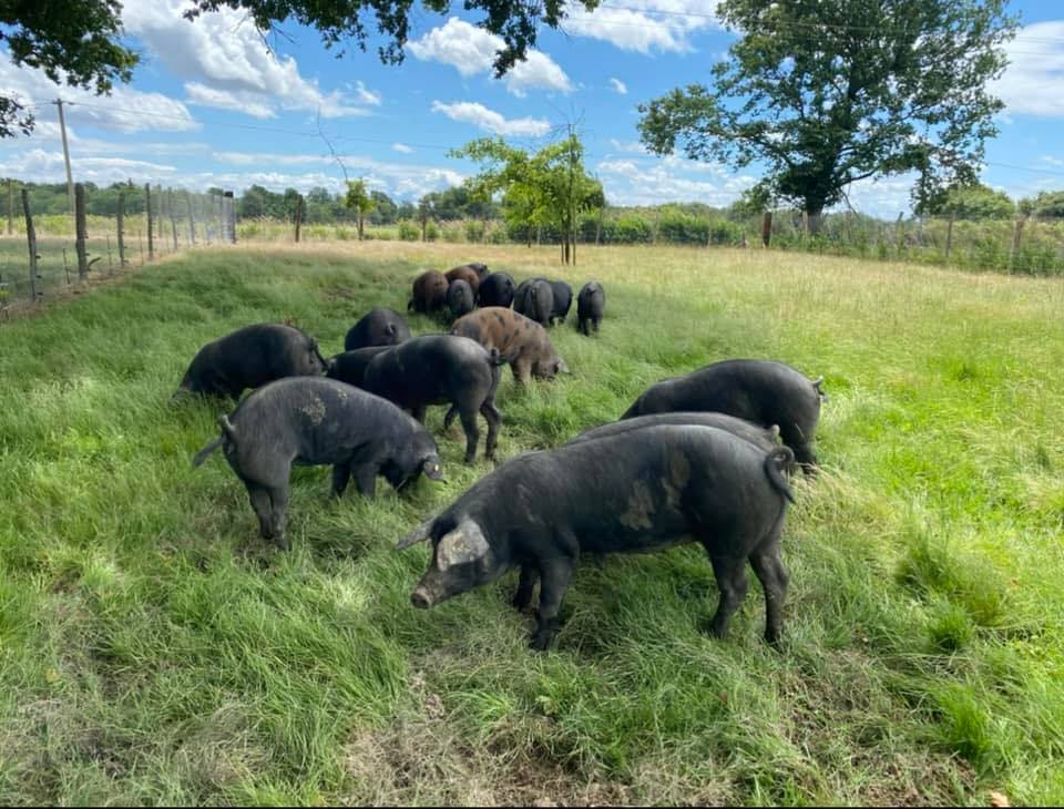 Porcs noirs plein air du Gioulé