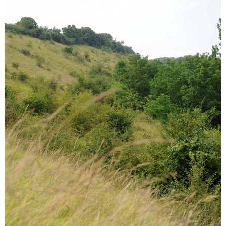 Availles Thouarsais -" Espace Naturel Sensible" Les vallées sèches