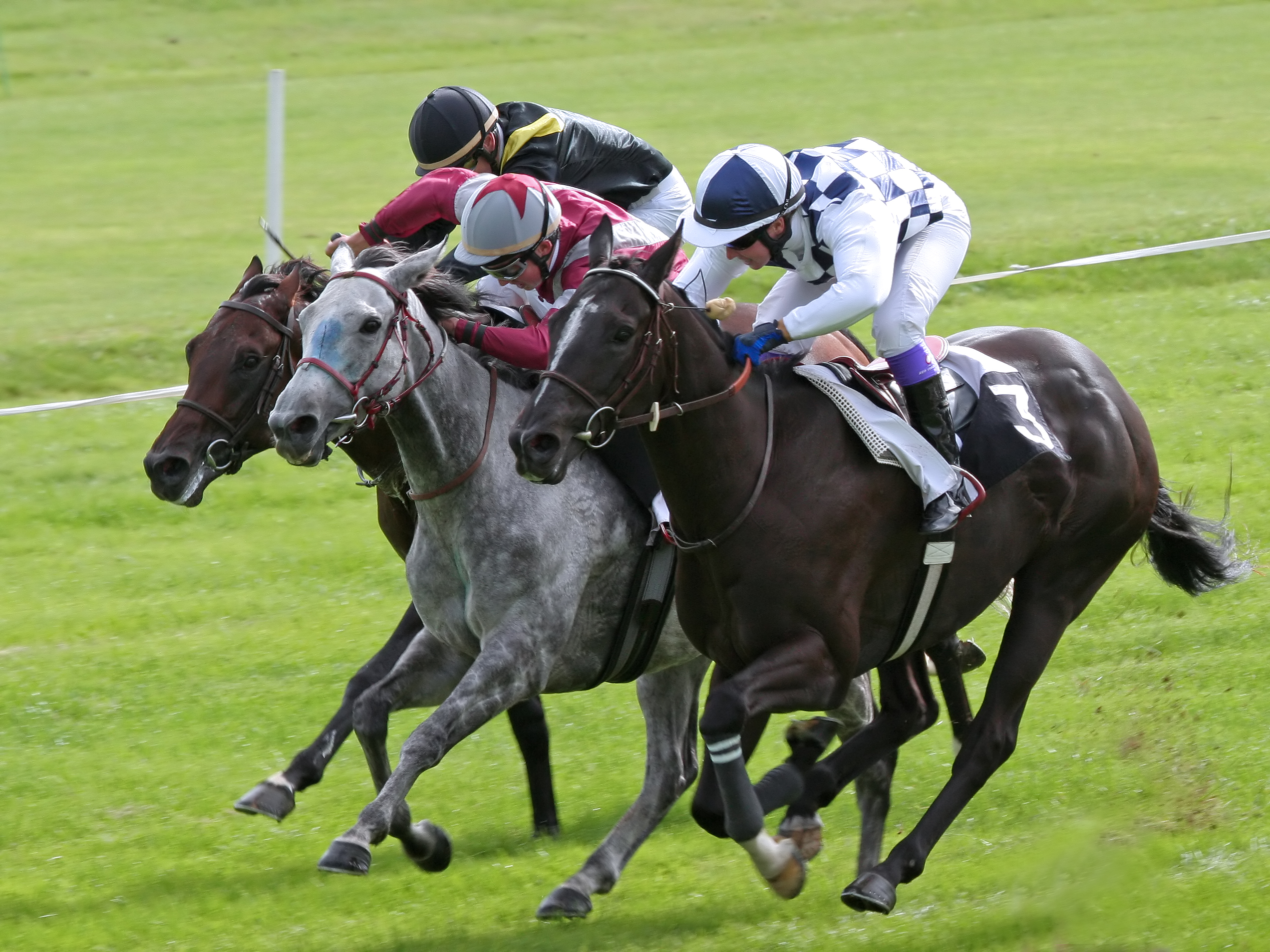 Société des courses de Niort - Hippodrome de Romagné — photo 2