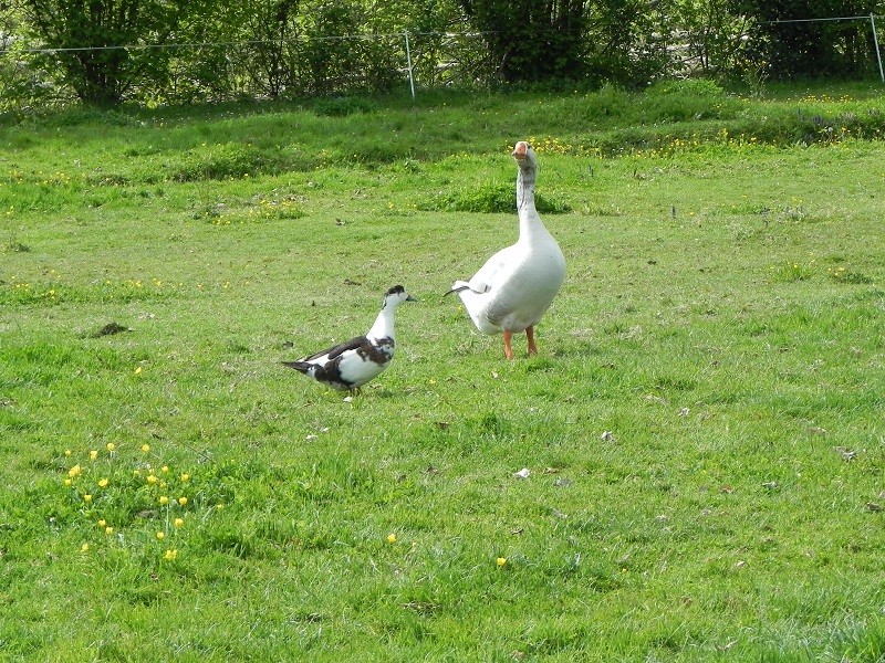 Gites de l'Etang, Beaulieu-sous-Parthenay