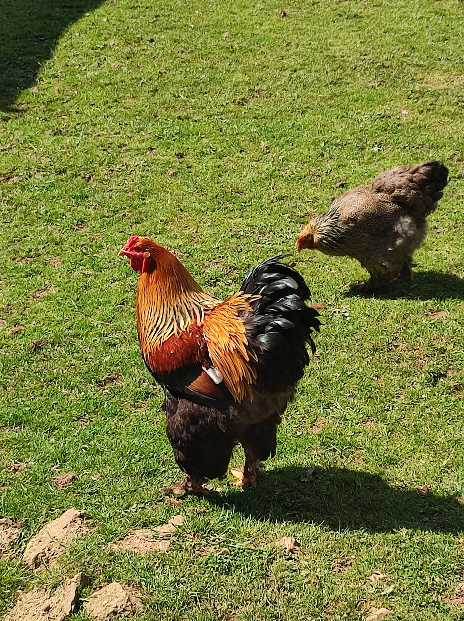 Parc-Elevage Del Sol, Pamproux - photo 3