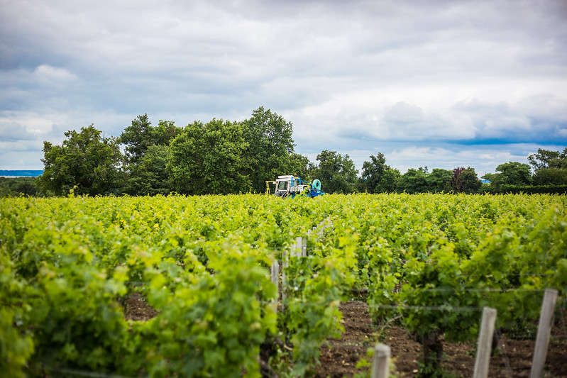 Vignobles du Médoc