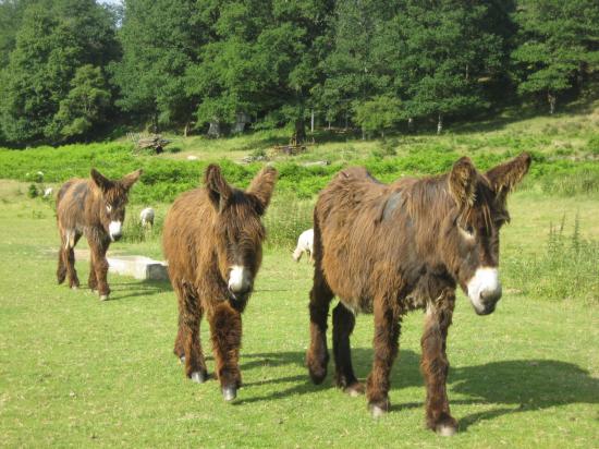 Camping du Moulin de Fumailles - photo 4