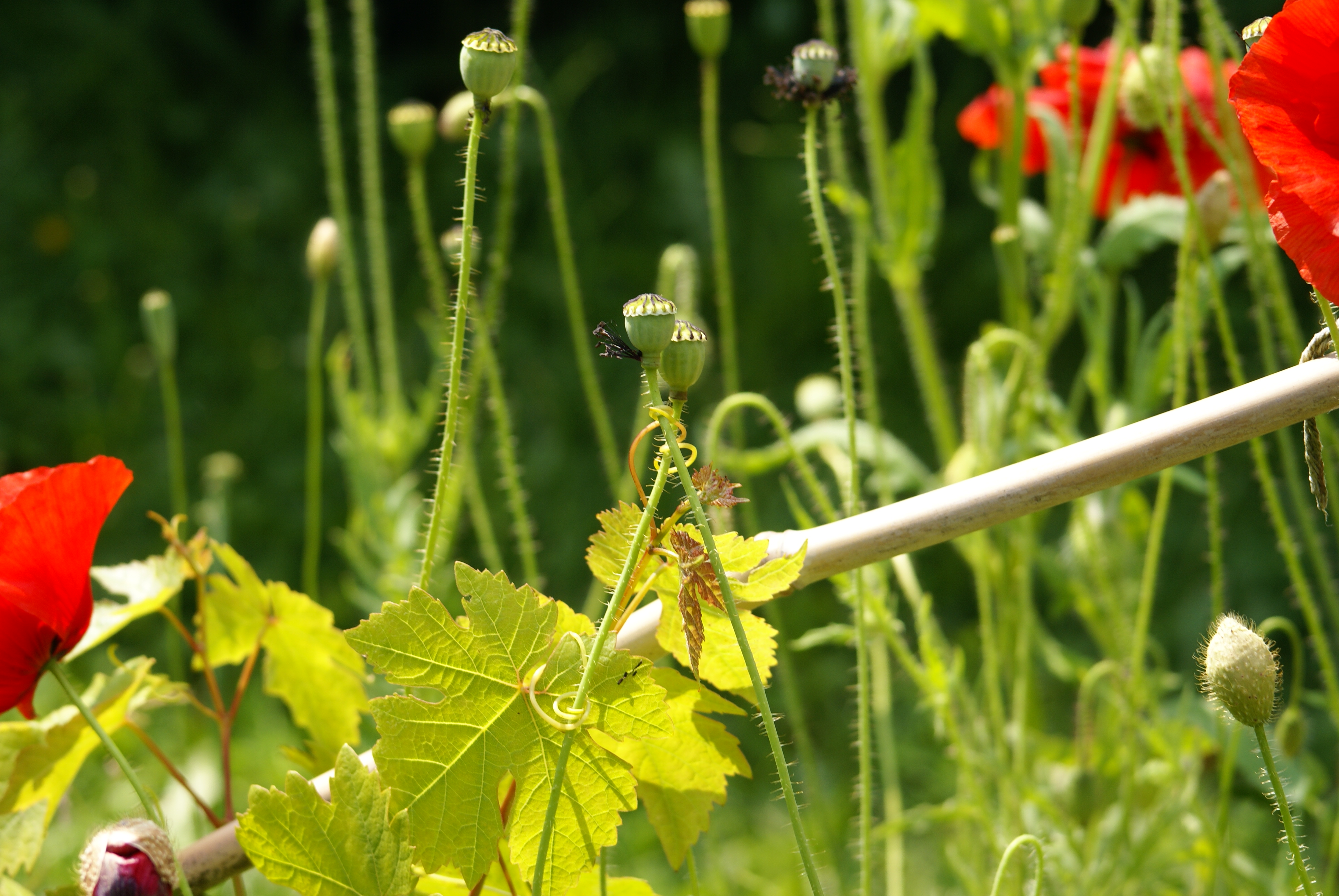 Val de Flore, Saint-Pardoux-Soutiers - photo 6