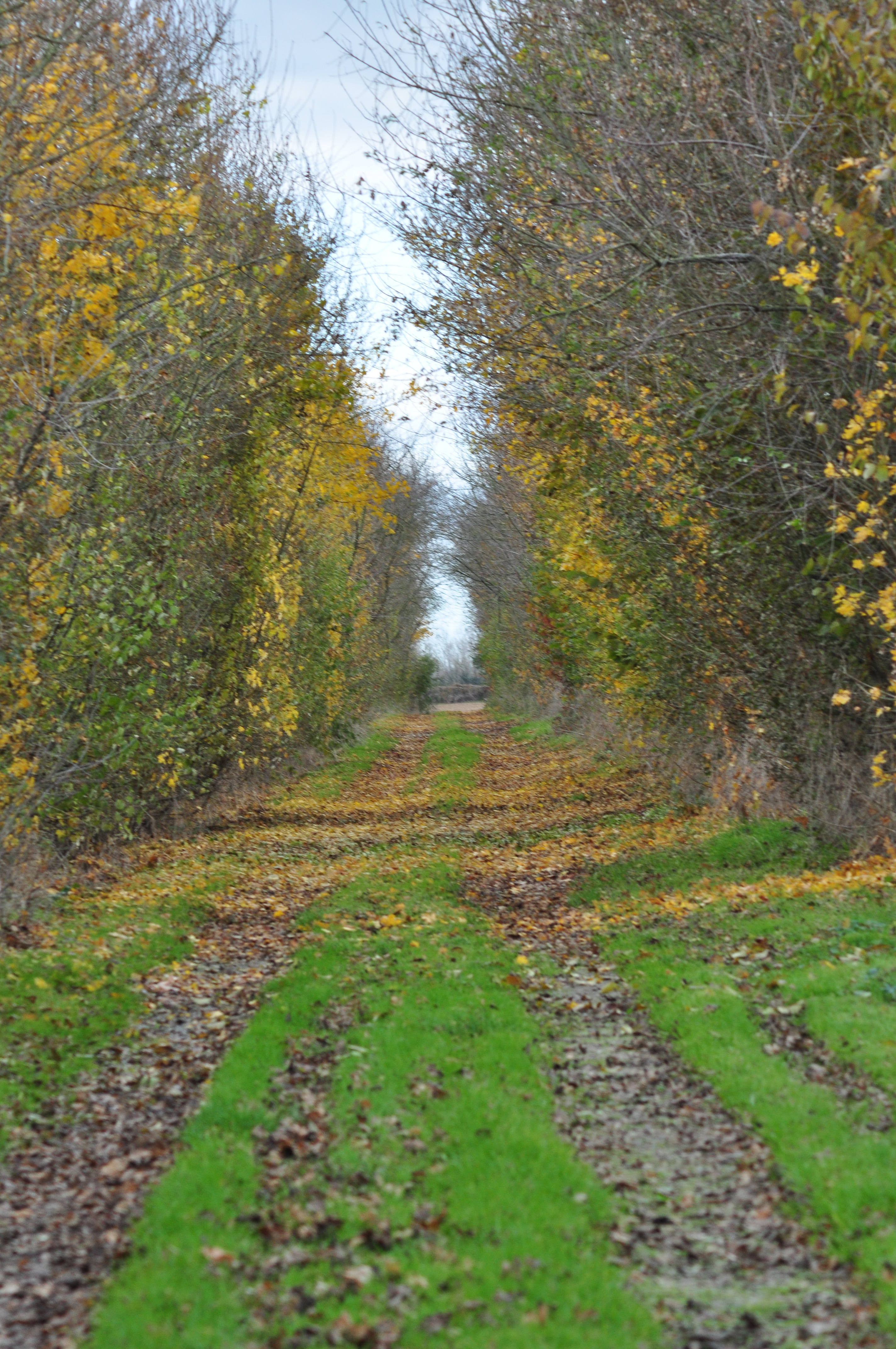 "Le Petit Gîte" - Le Hameau de Sainte-Mégrine, Coulon - photo 8