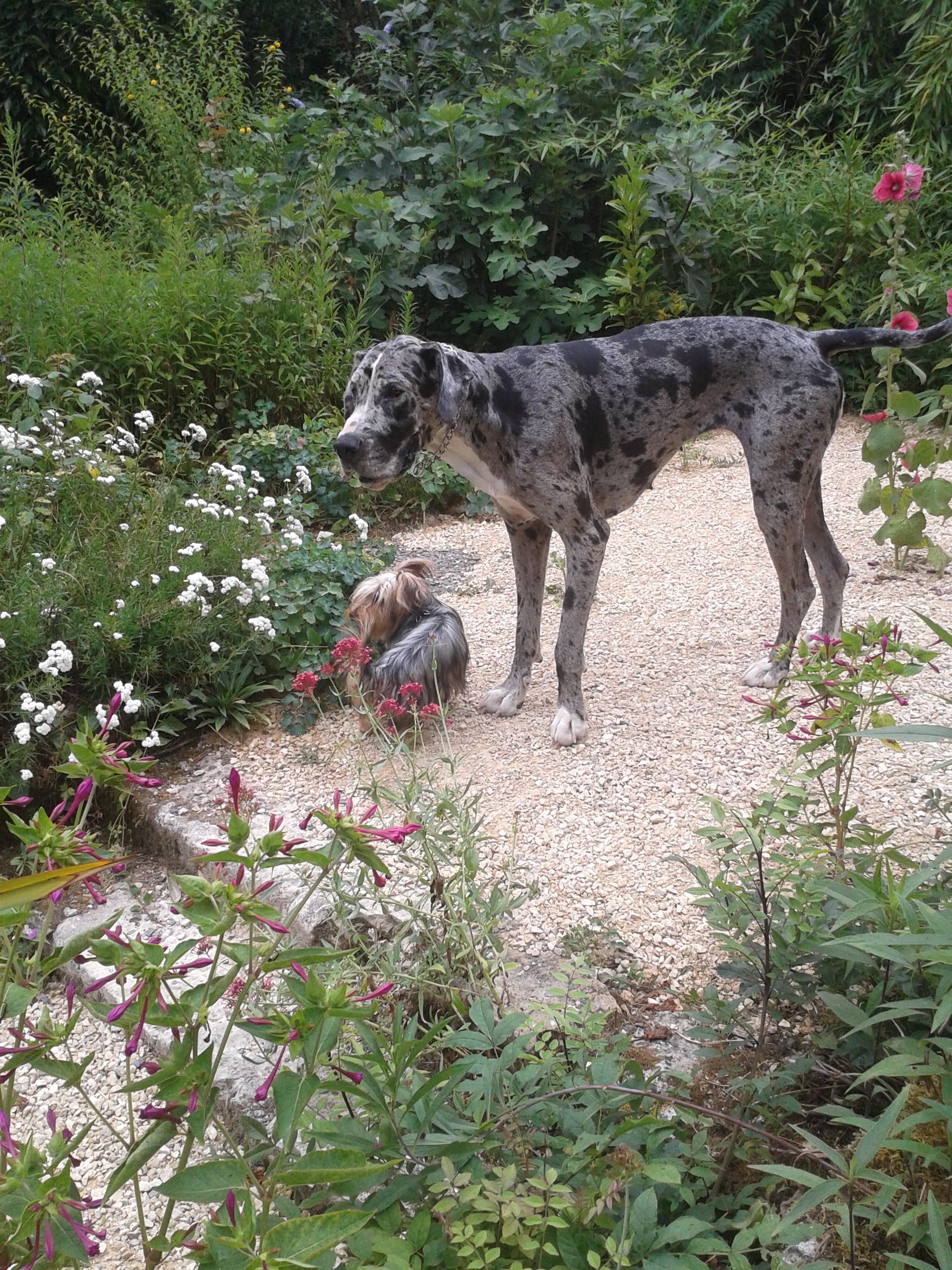 La Moulinotte (n° 2930), Villiers-en-Plaine - photo 12