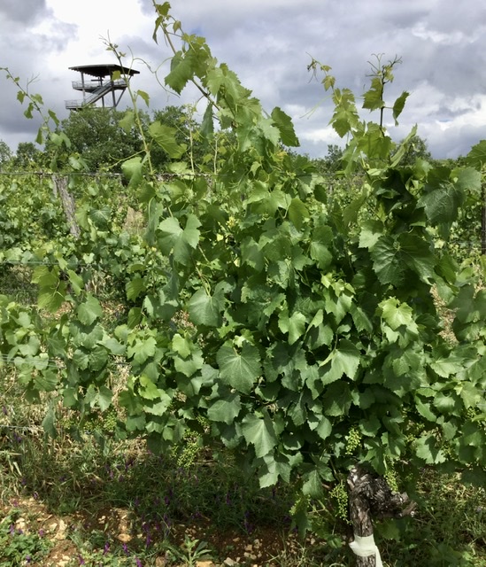 Domaine de Lasfargues