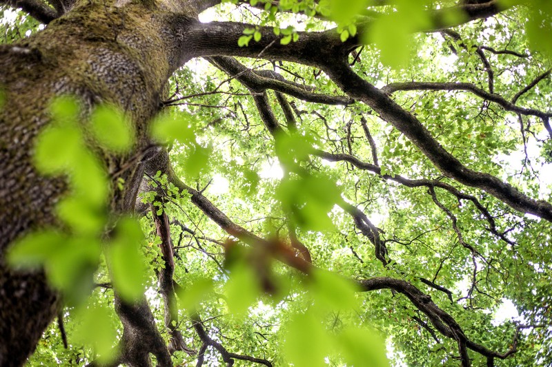 Forêt domaniale de l'Hermitain
