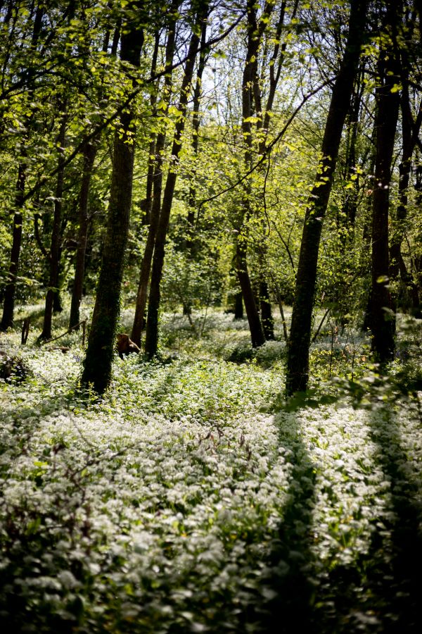 Gîte Le Logis de la Roche Cantin, Cherveux