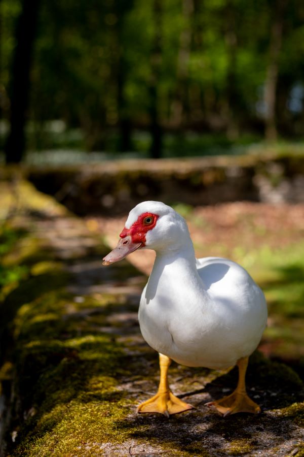 Les Gîtes de la Roche Cantin, Cherveux - photo 6