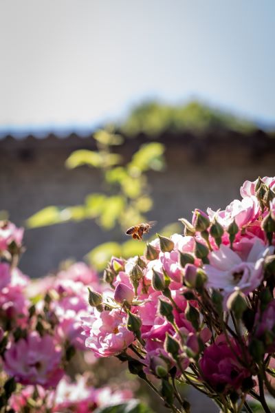 Ancien prieuré Saint-Barthélémy, Azay-le-Brûlé - photo 3