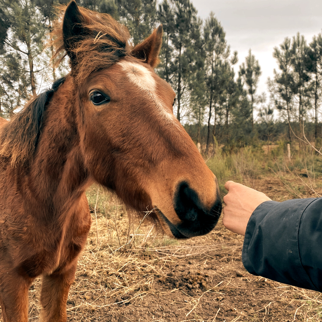 Centre Équestre du Plec