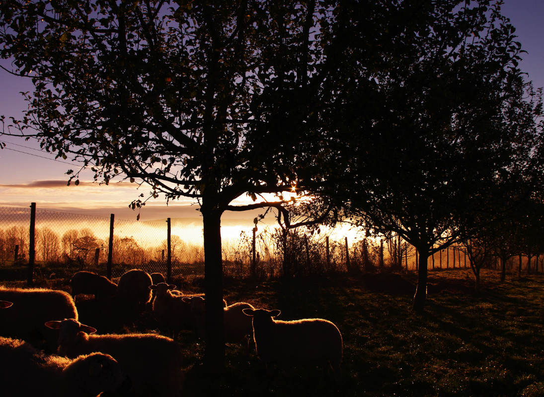La Ferme bio de Marie - Marie Achard