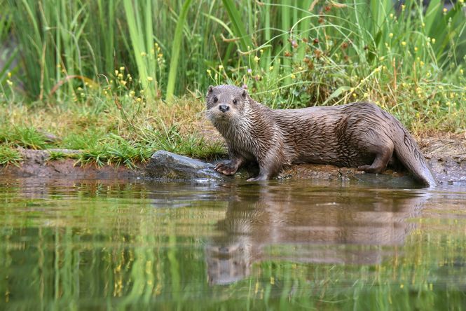 Parc animalier Zoodyssée, Villiers-en-Bois - photo 8